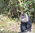 The lion tailed macaque